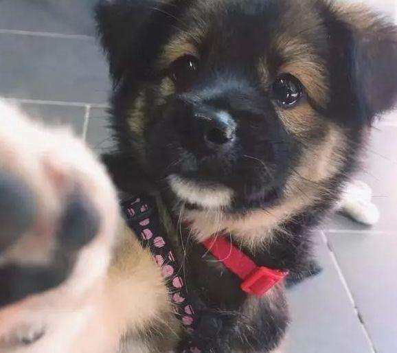 狗狗磨牙骨怎么做：DIY宠物护理的小秘密