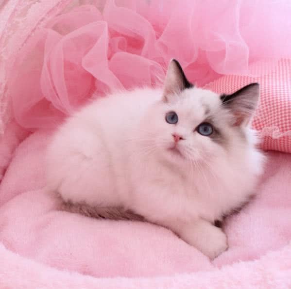 狗狗疫苗有本吗——揭秘宠物疫苗那些事儿